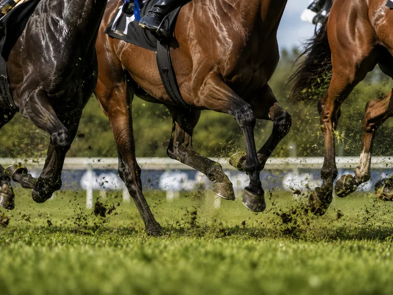 Racehorses at full stride on a turf track, hooves throwing up grass